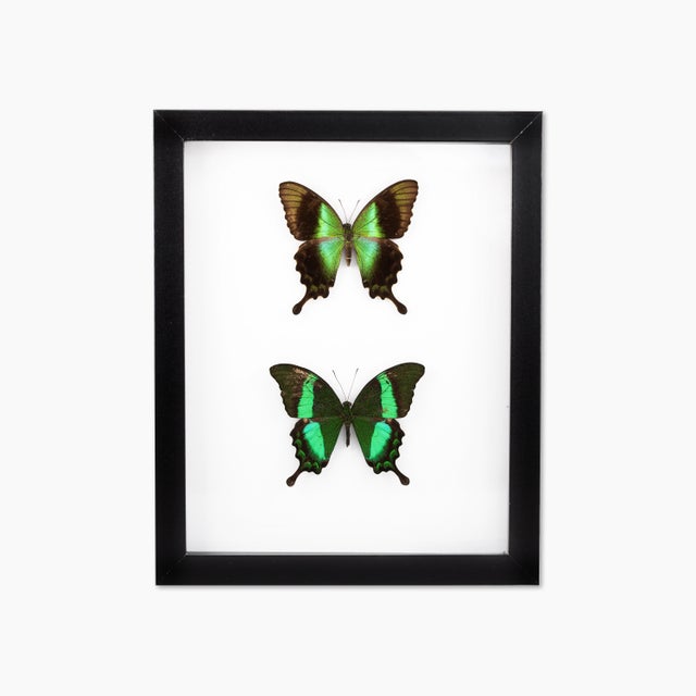 Get Paramore Brand New Eyes Butterfly Vintage Shirt For Free