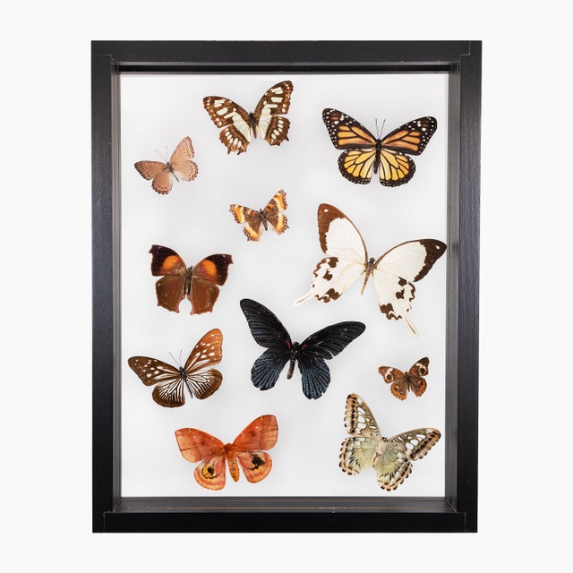 Shop All  Butterfly Effect Studio